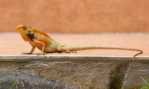 Example of a lizard in Vietnam