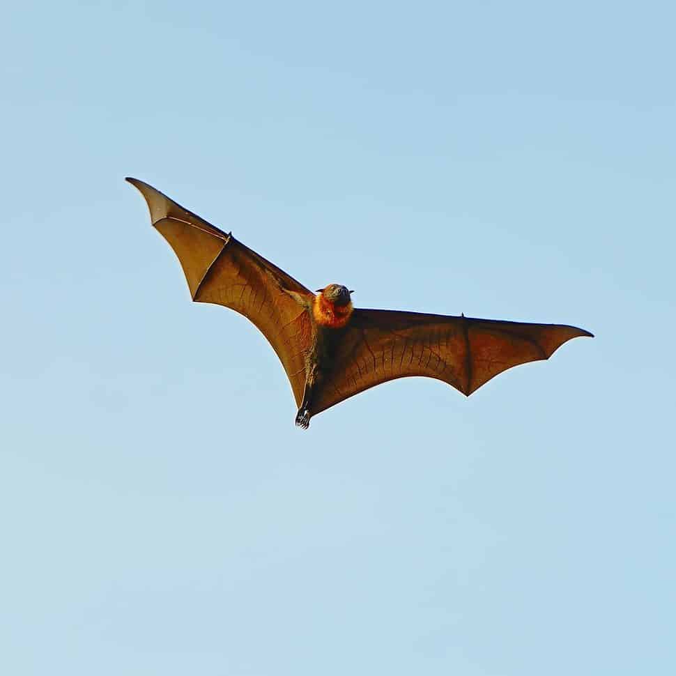 Flying fox