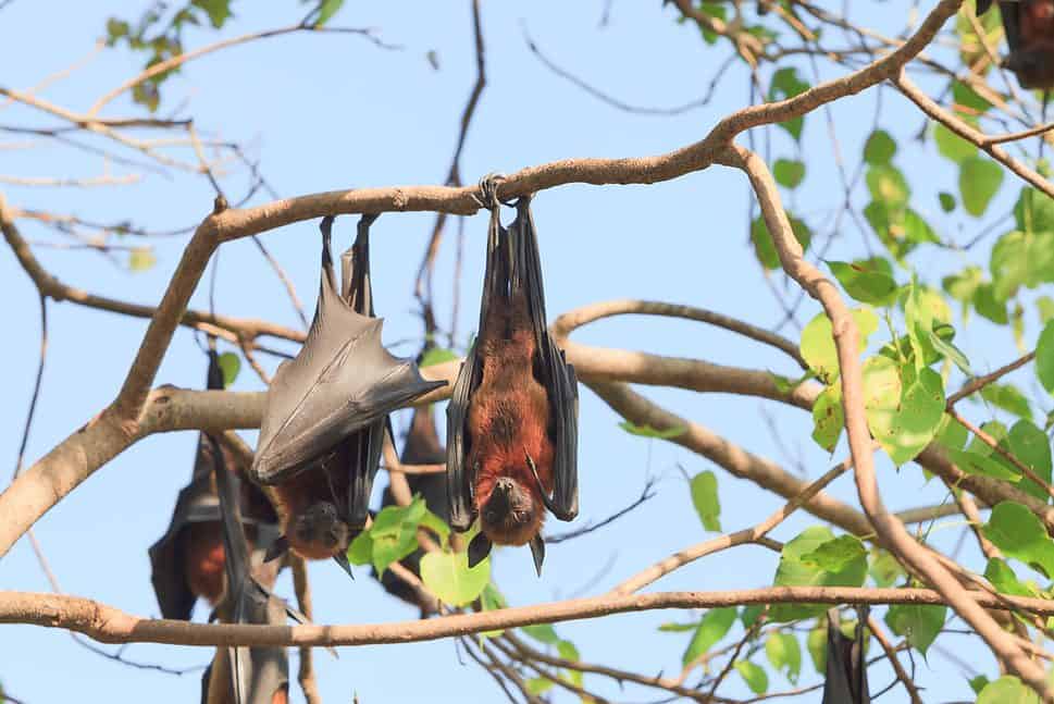 Flying foxes sleeping in tree
