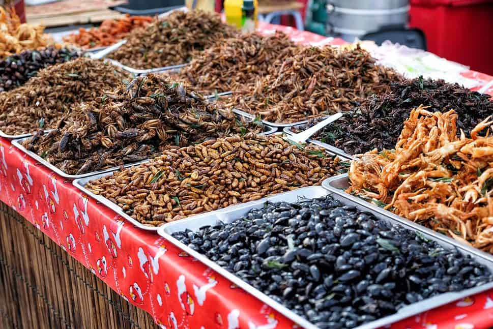 Fried insects street food in Thailand