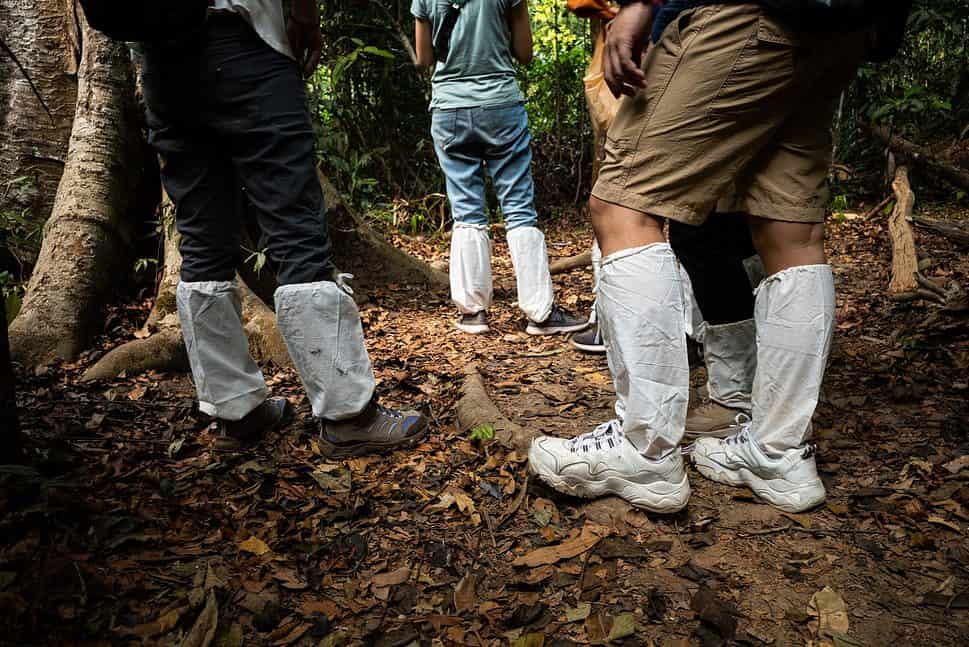 Legs protected from leeches by long socks in forest
