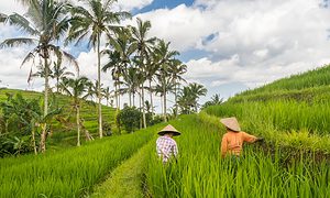Palm trees in Vietnam