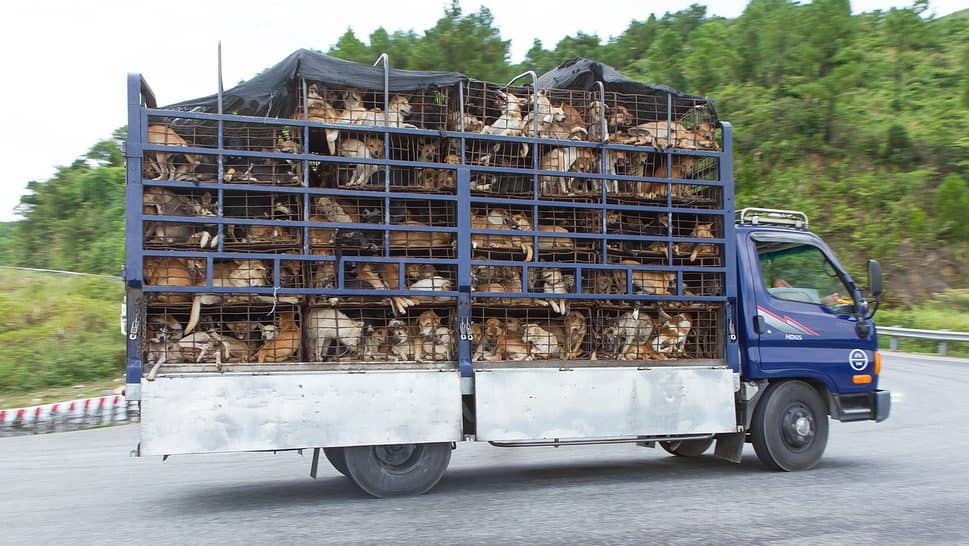 Trailer filled with live dogs destined for Vietnamese slaughterhouses. Dogs often stolen are still on the menu in north Vietnam