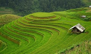 Vietnam rice terraced farm