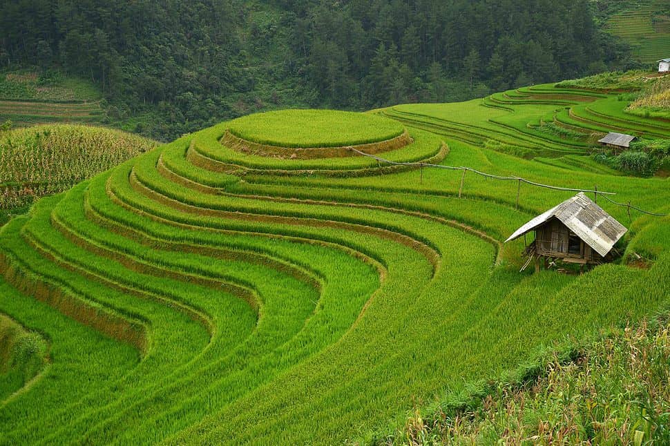Vietnam rice terraced farm