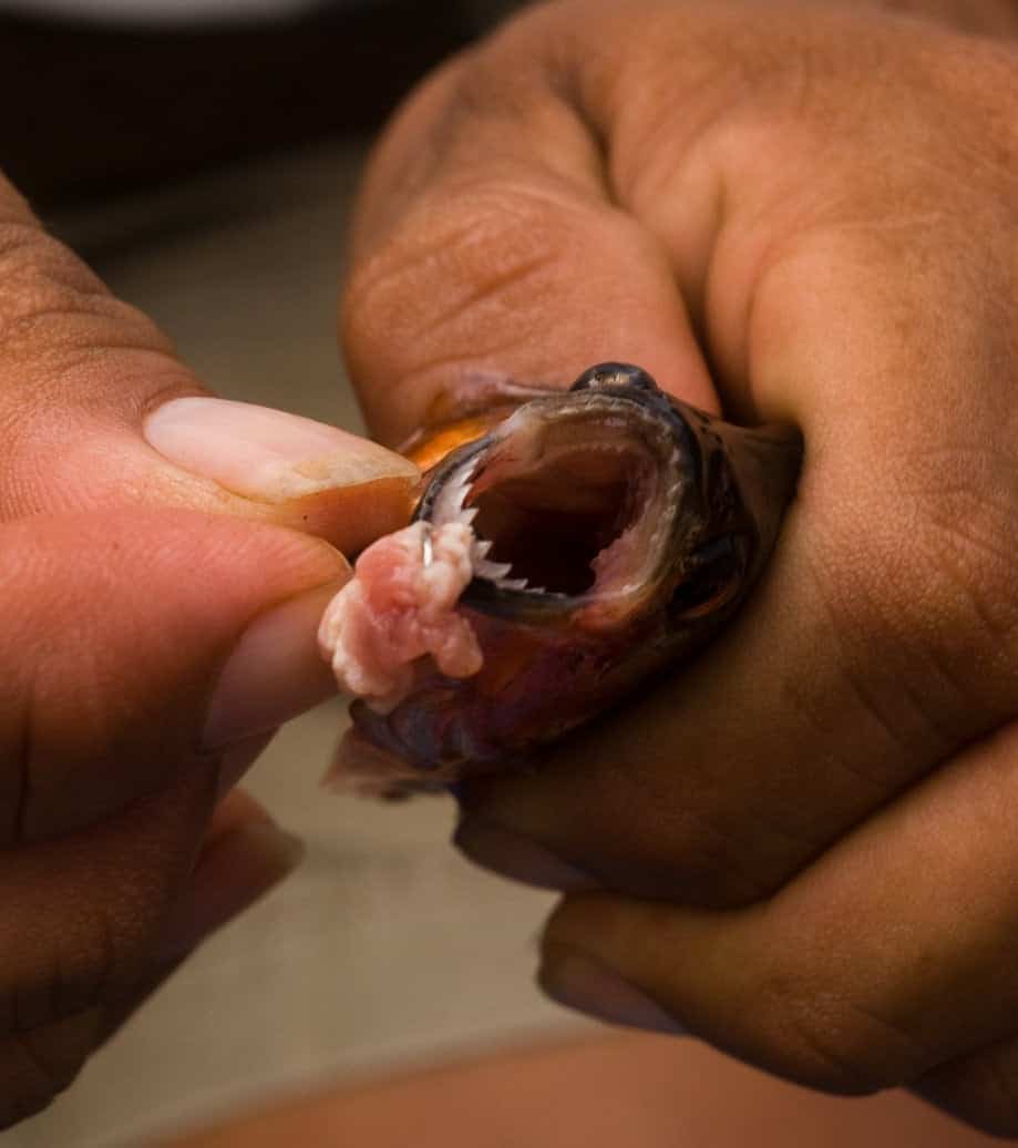 piranhas mouth