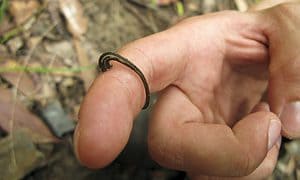 small leech on finger