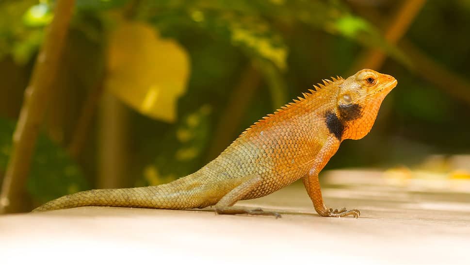 Example of a lizard in Vietnam
