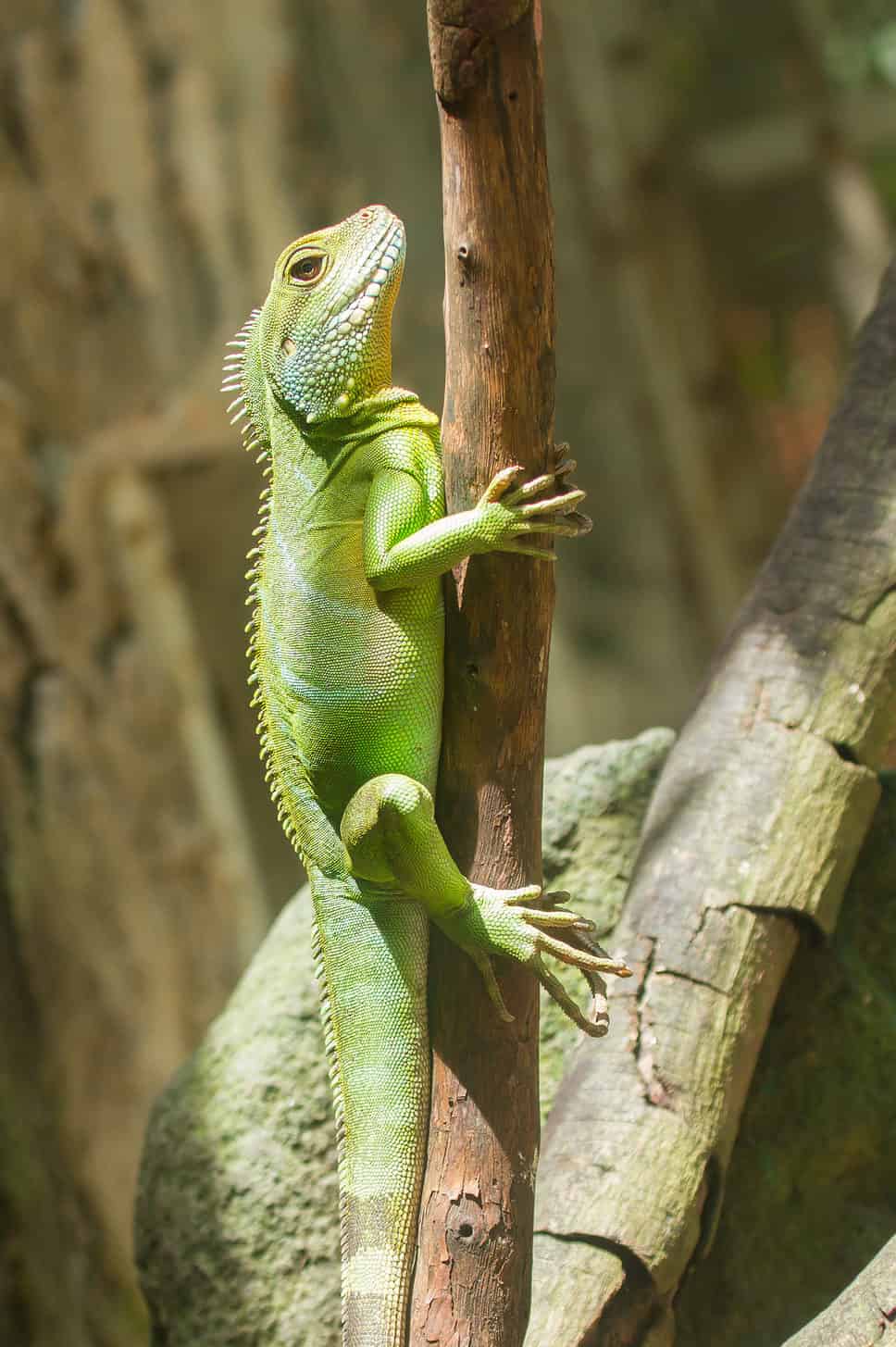 Iguana in a tree at a zoo in Vietnam