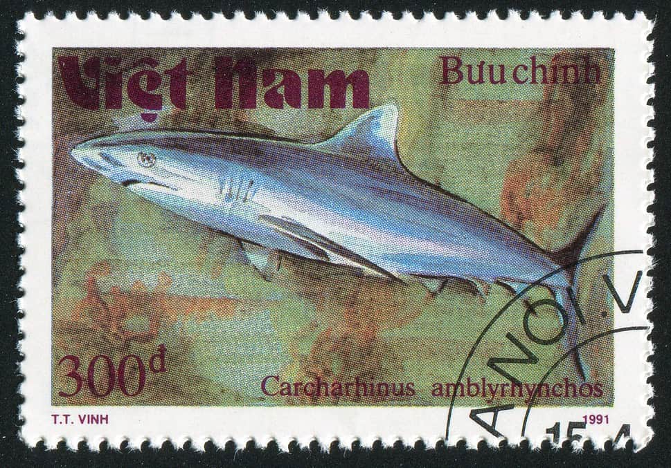 stamp printed by Viet Nam shows Carcharhinus amblyrhynchos or grey reef shark circa 1991