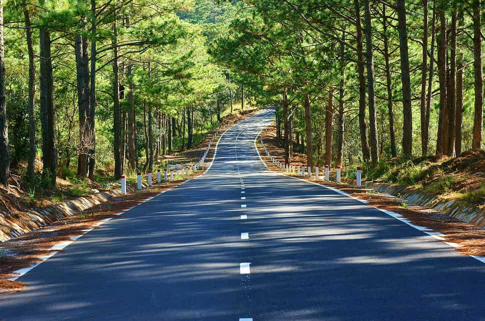 Road through pine forest in Dalat Vietnam