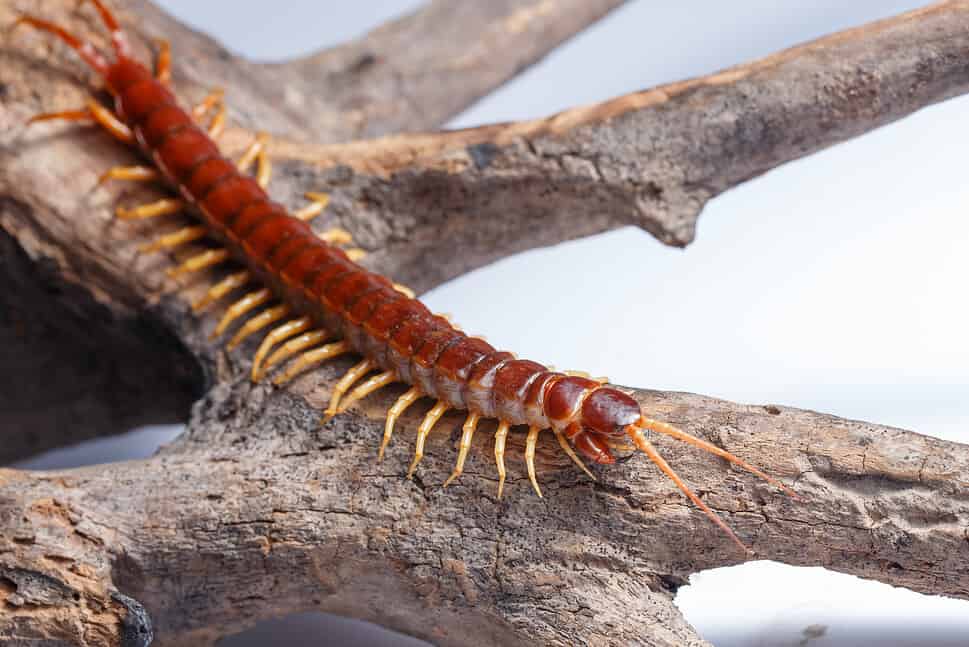 Vietnamese Giant Centipede
