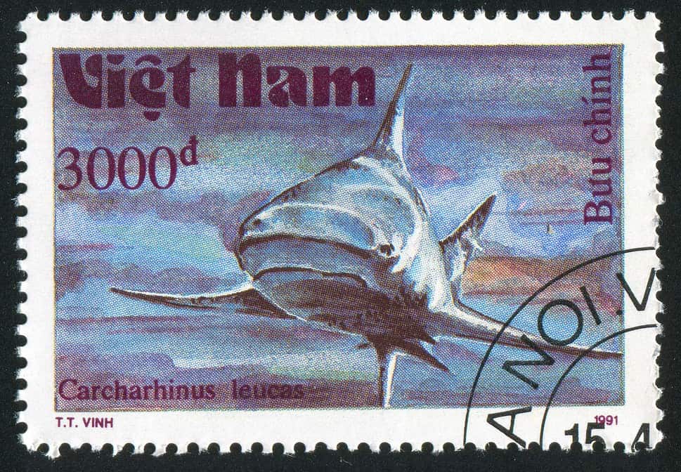 stamp printed by Viet Nam shows Carcharhinus leucas or Bull shark circa 1991