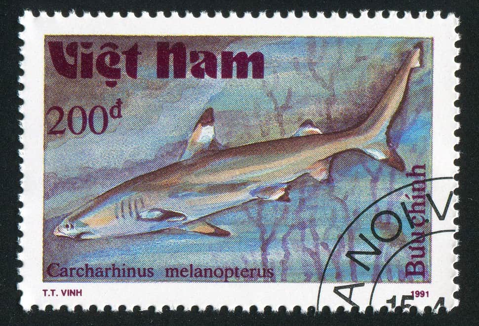 stamp printed by Viet Nam shows Carcharhinus melanopterus or Blacktip Reef Shark circa 1991