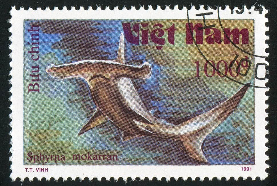 stamp printed by Viet Nam shows Sphyrna mokarran or Great hammerhead circa 1991