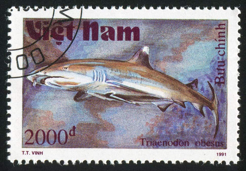 stamp printed by Viet Nam shows Triaenodon abesus or Whitetip reef shark circa 1991
