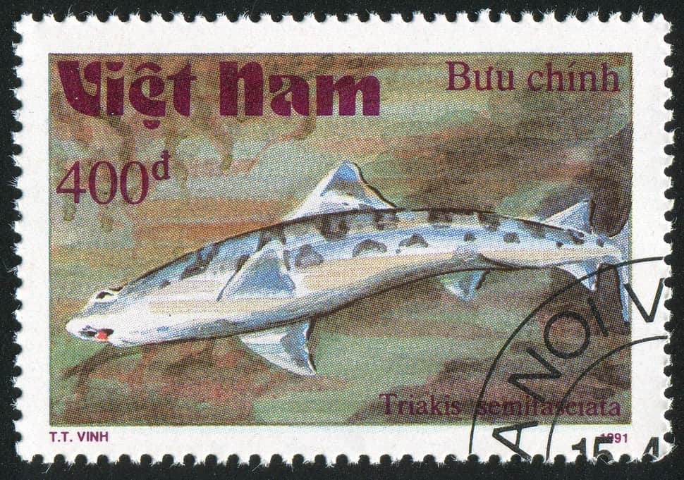 stamp printed by Viet Nam shows Triakis semifasciata or Leopard shark circa 1991