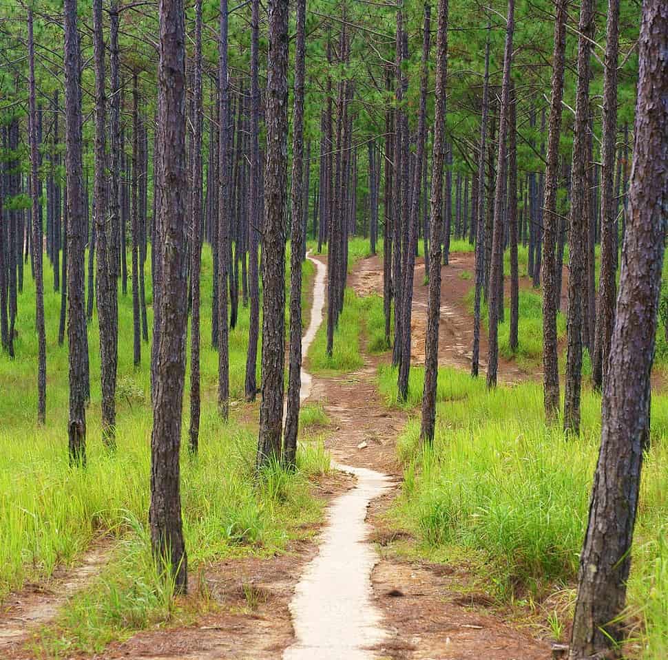 trail in vietnam pine forest near dalat