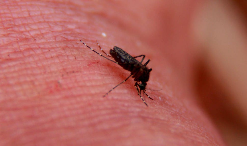 Aedes Aegypti, better known as Dengue Mosquito is seen in the city of Salvador