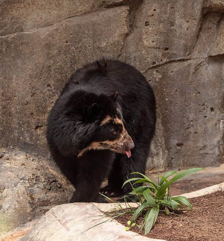 Andean Bear Tremarctos Ornatus)