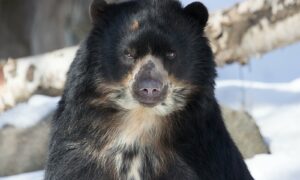 Andean bear