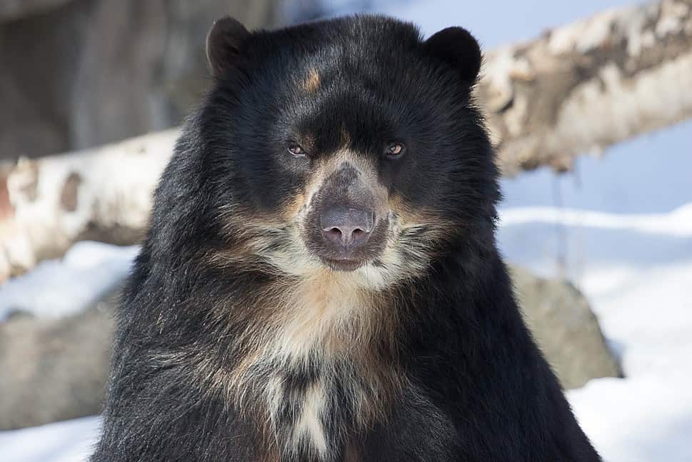Andean bear