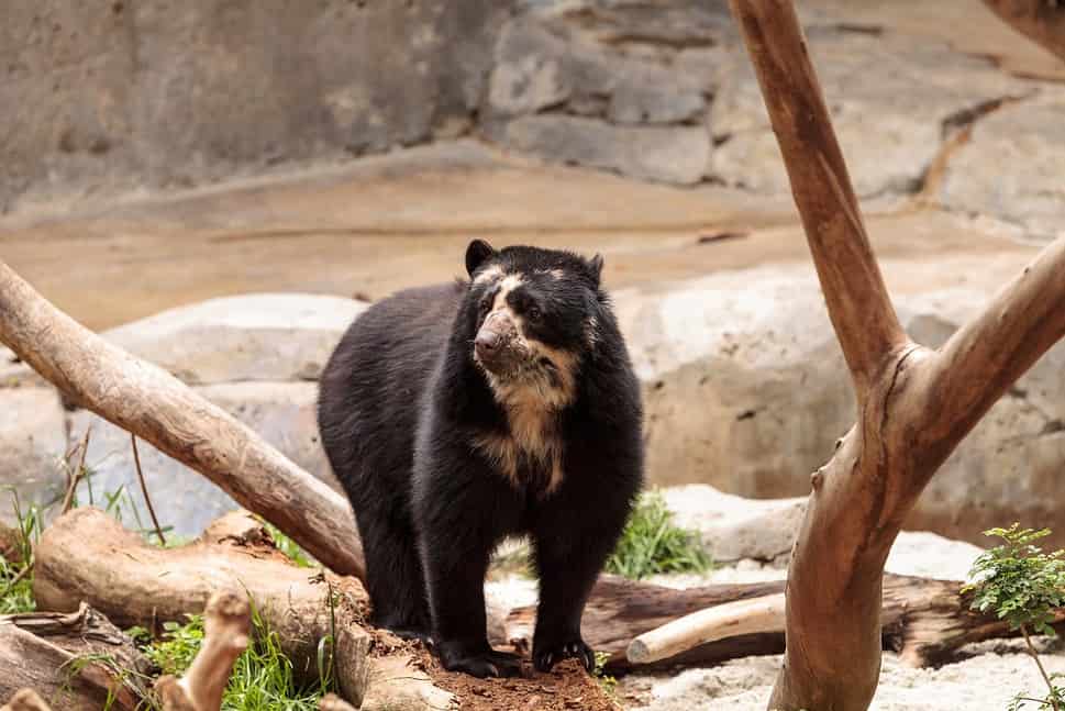 Andean bear Tremarctos ornatus