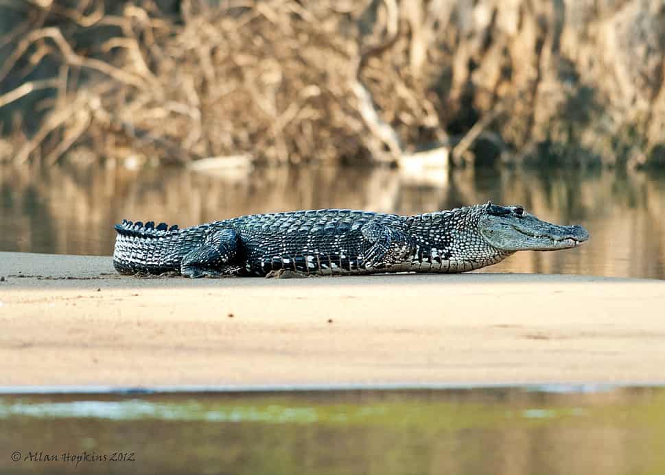 Black Caiman (Melanosuchus niger)