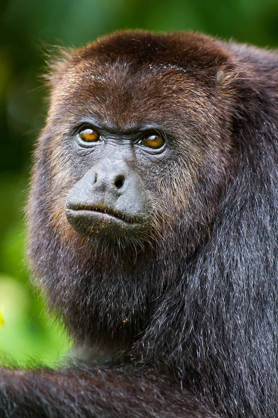 Howler Monkey