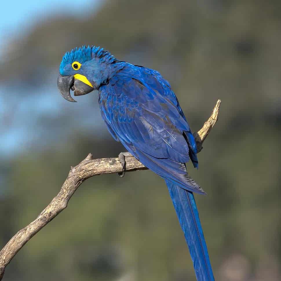 Hyacinth macaw sitting on a branch, Pantanal, Brazil