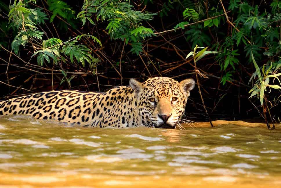Jaguar in Pantanal