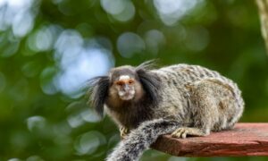Marmoset monkey