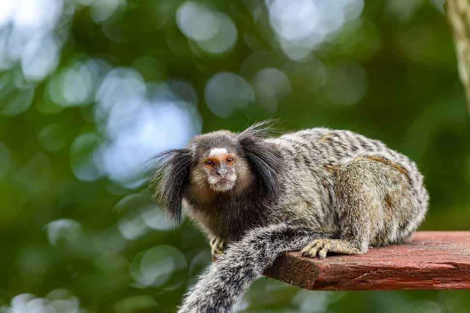 Marmoset monkey