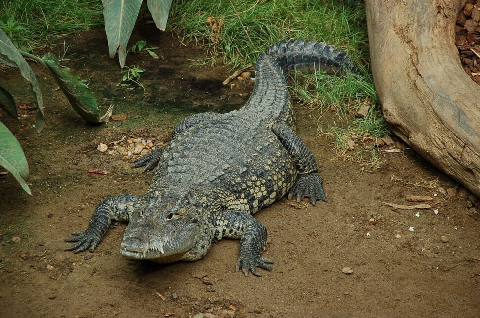 Morelet Crocodile