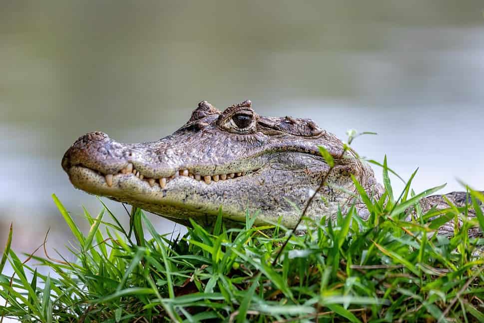Spectacled Caiman