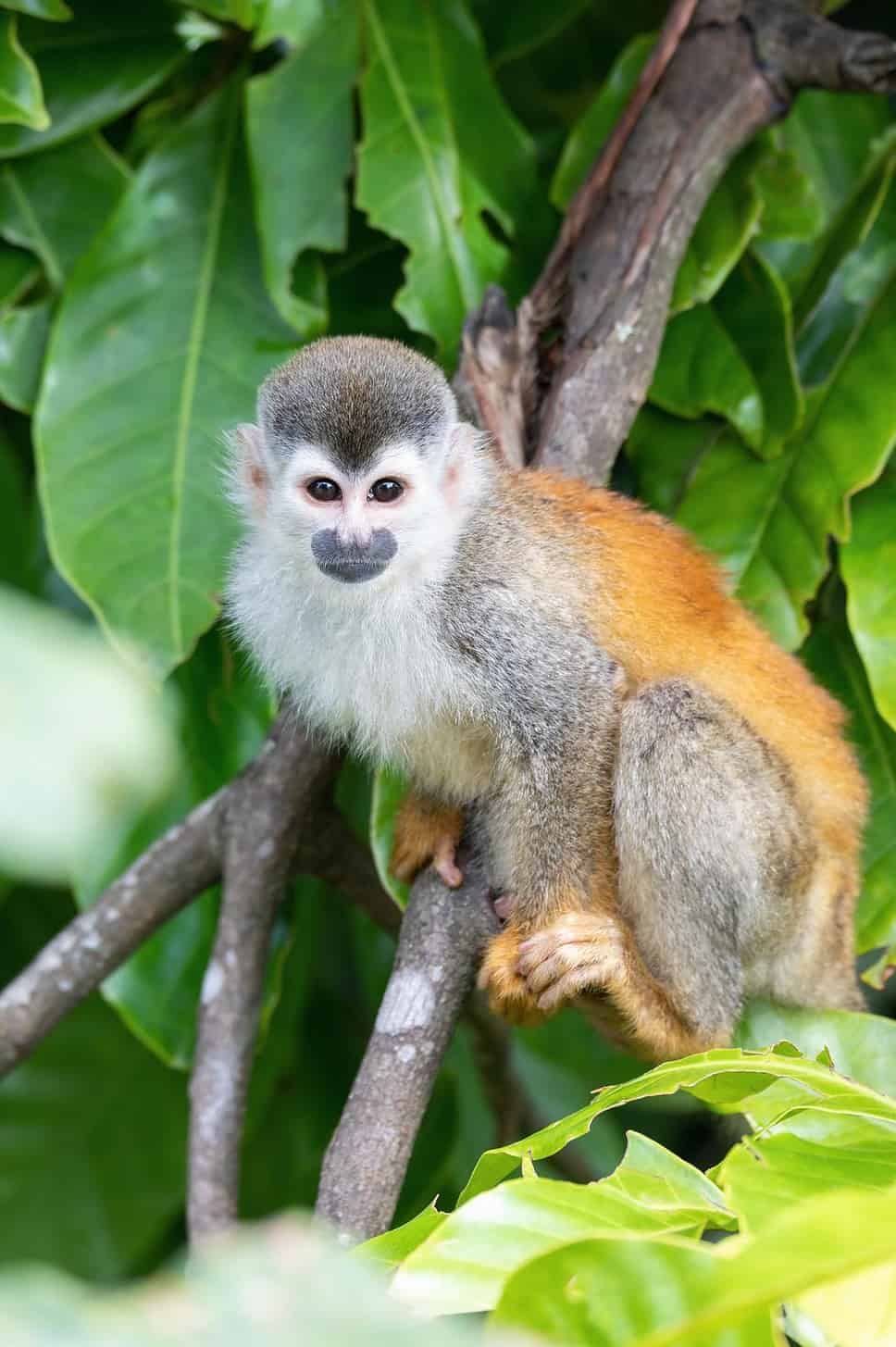 Squirrel monkey