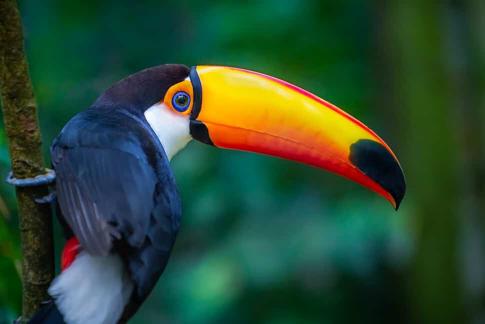 Toucan tropical bird in Brazil