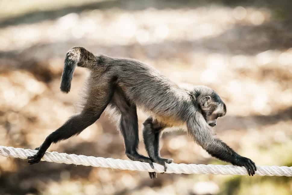 Tufted Capuchin monkey walking on a rope