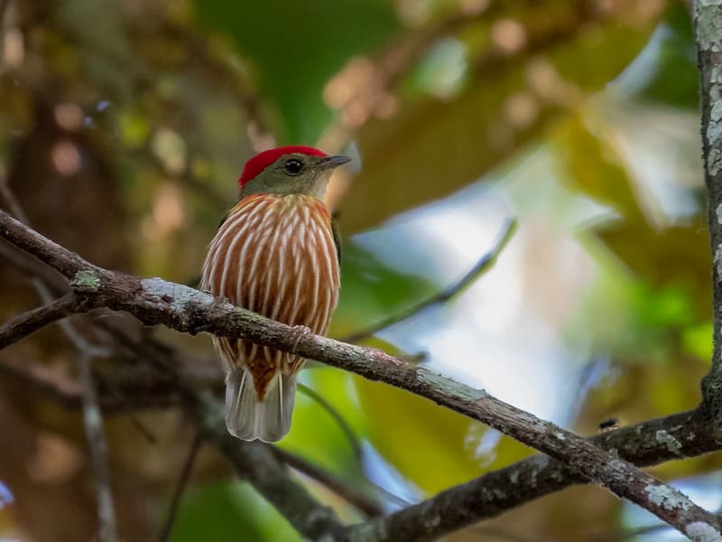 Western Striped Manakin in Serra do Divisor National Park, Acre, Brazil