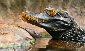 Yacaré Caiman