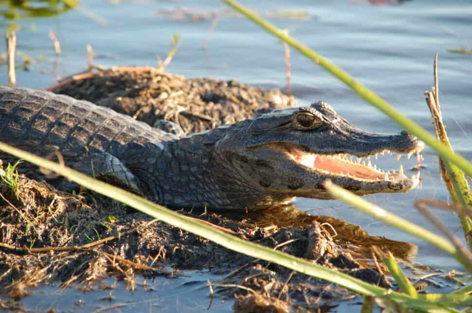 Argentine alligator